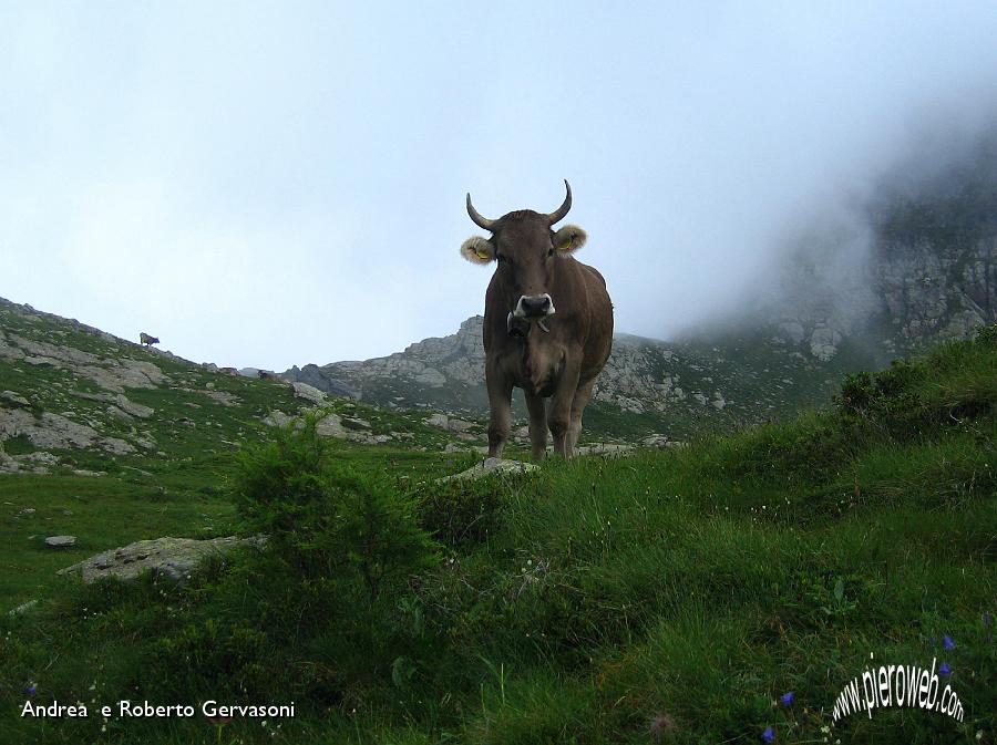 02 Bruna alpina al pascolo al Passo di Mezzeno.jpg